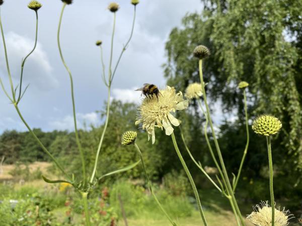 Cephalaria gigantea | Riesen-Schuppenkopf